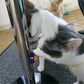 Cat sugar stress relief snack