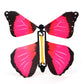 OMG Butterfly! (3 Pack)