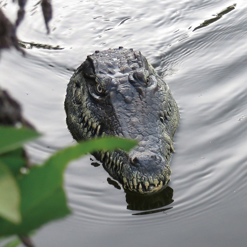 RC Crocodile Head